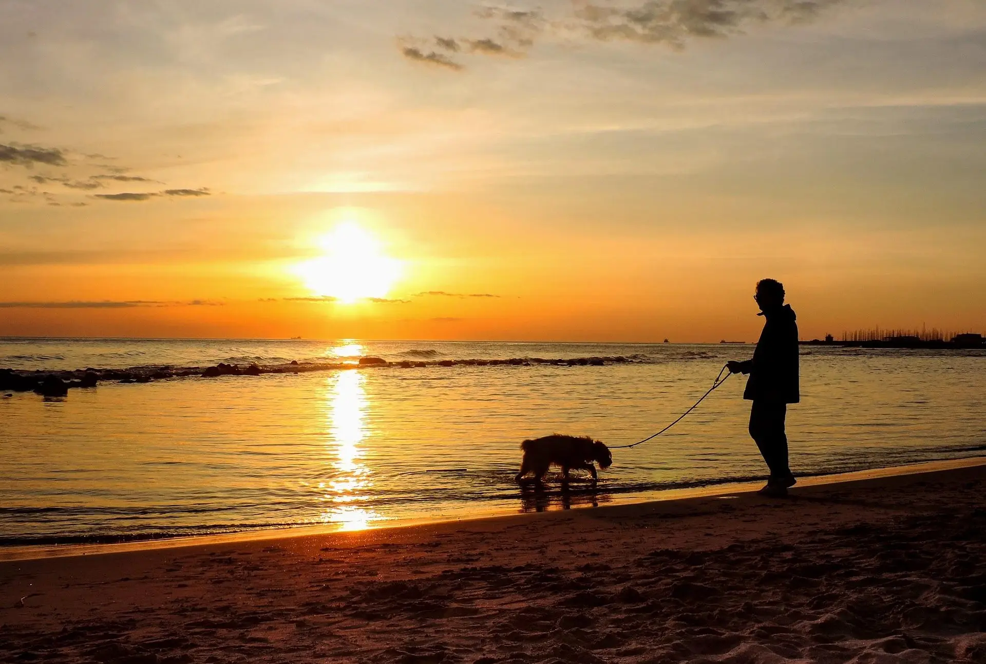 short dog leashes